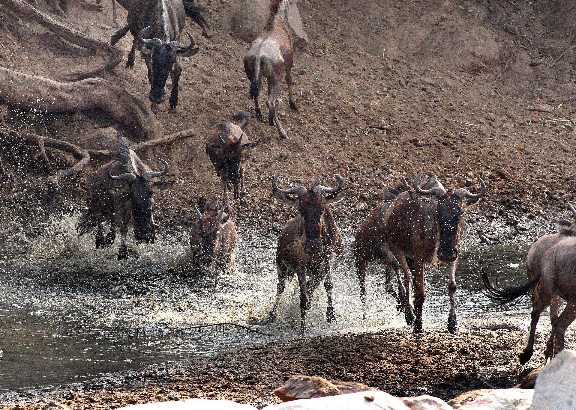 The Great Wildebeest Migration
