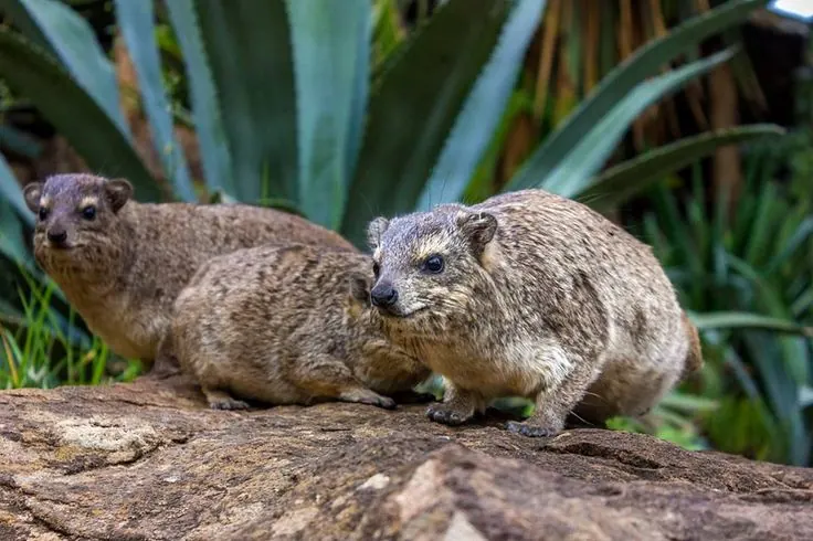 Tree hyraxes: Characteristics and habits
