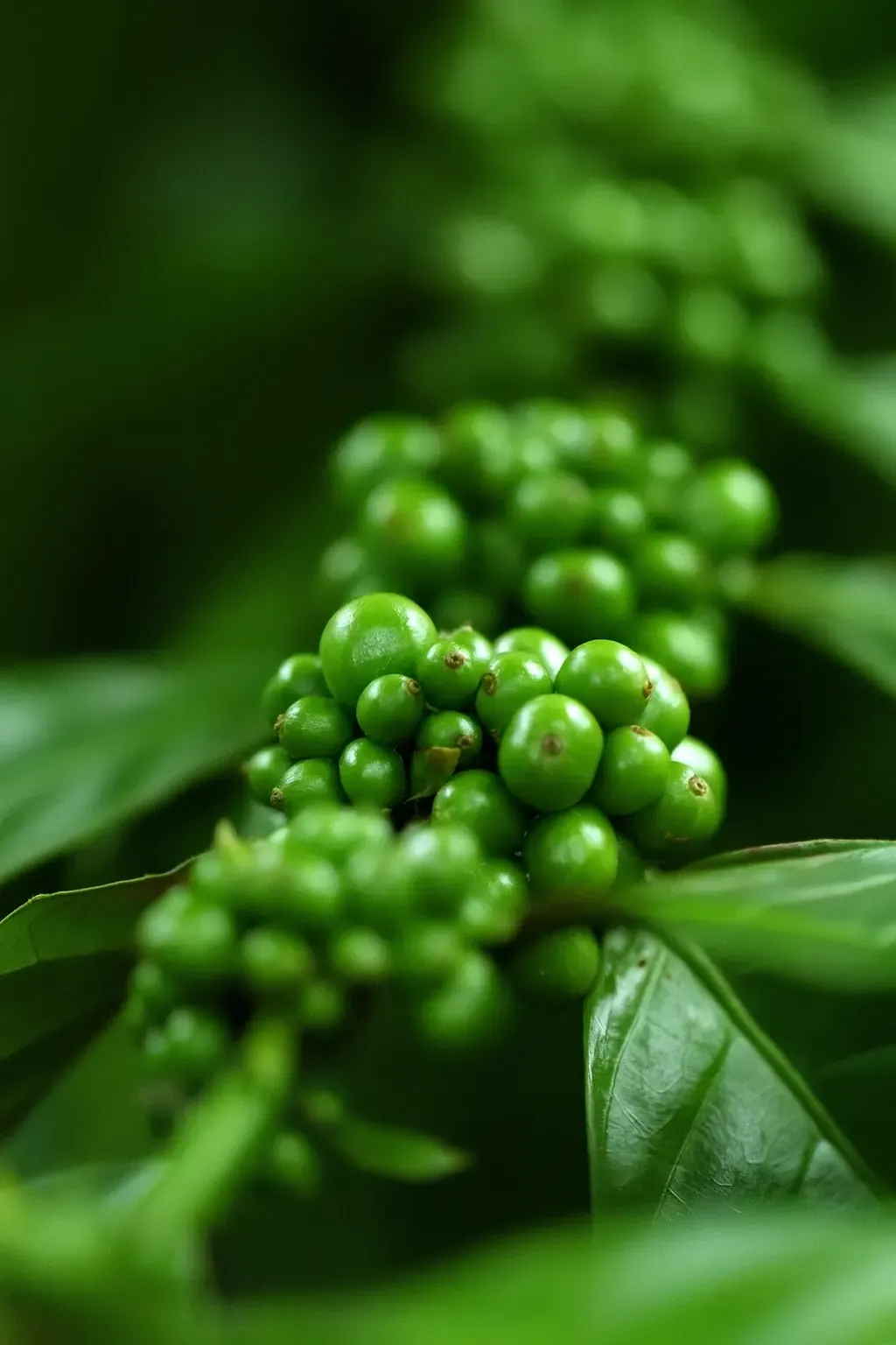 Tanzanian coffee