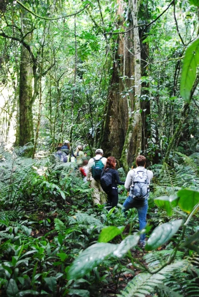 Amani: the gem of the Usambara Mountains
