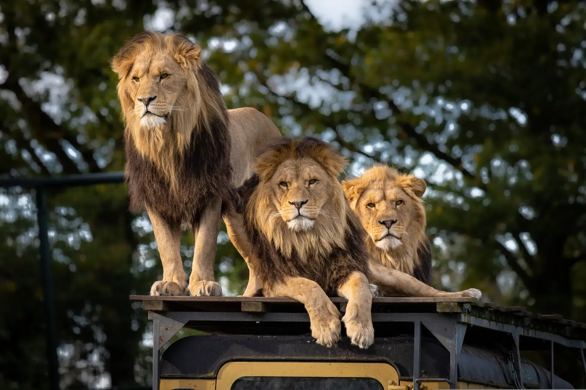 Can you see tigers on a safari?