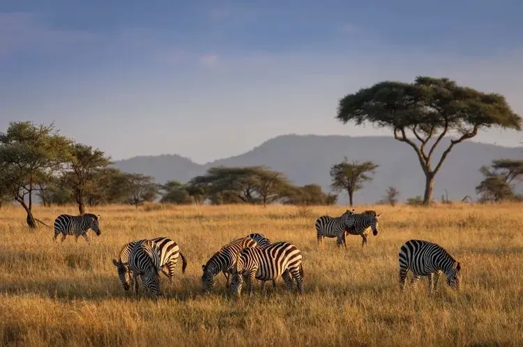 Mkomazi National Park
