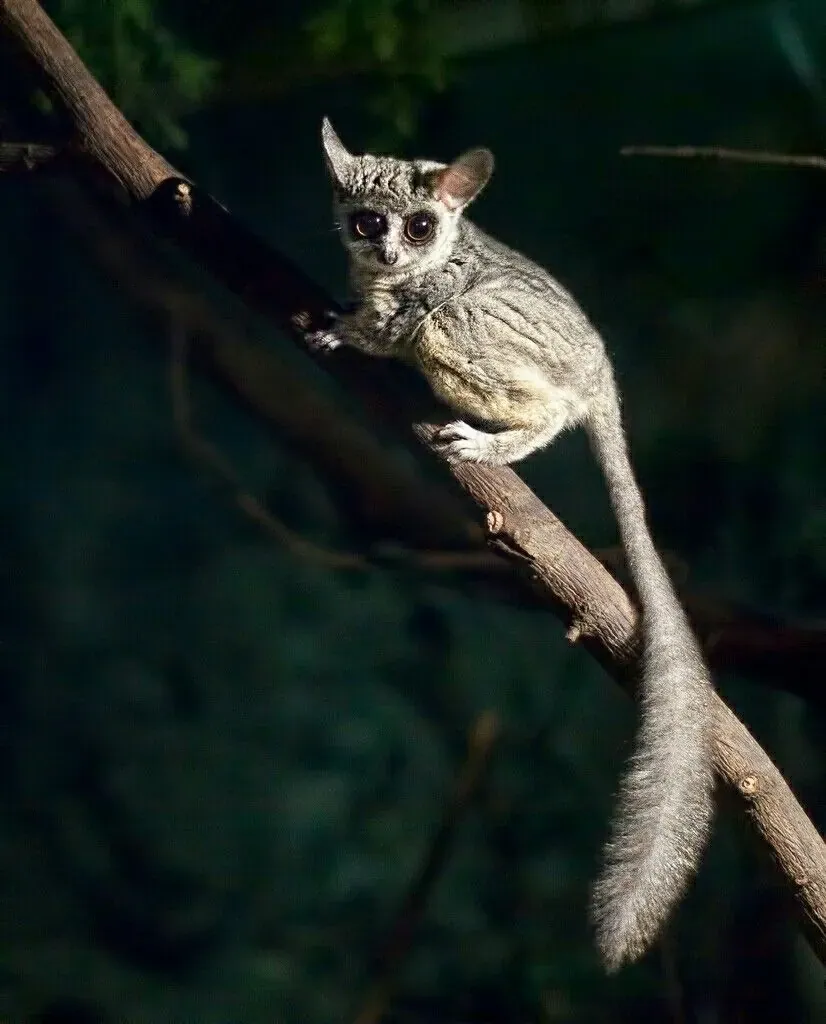 Bushbaby: Tanzania’s nocturnal animal