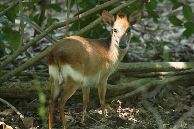 Duiker: One of the most diverse African animals