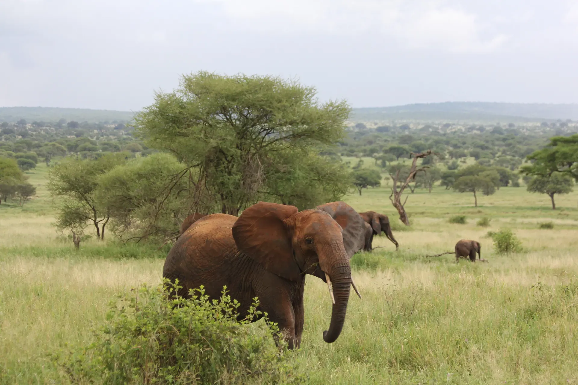 Tarangire National Park