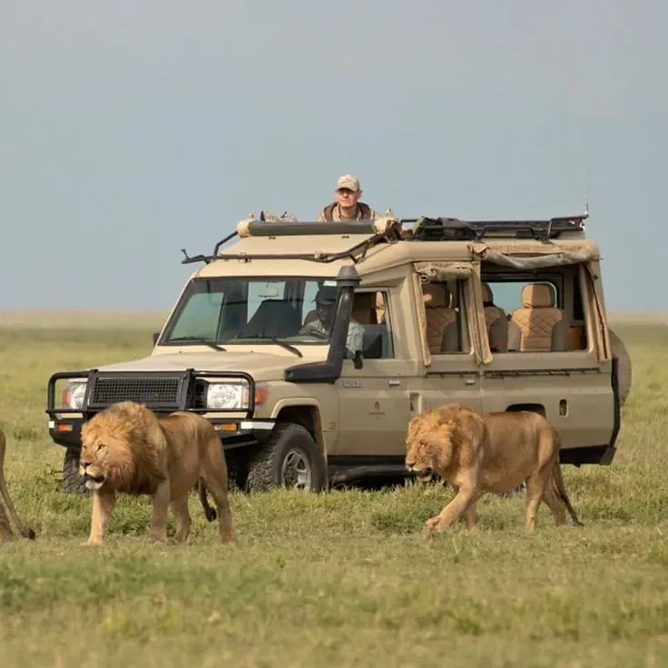 Disney's Kilimanjaro Safaris attraction vs. an authentic safari in Tanzania