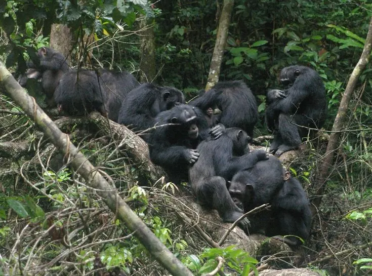 Gombe Stream National Park