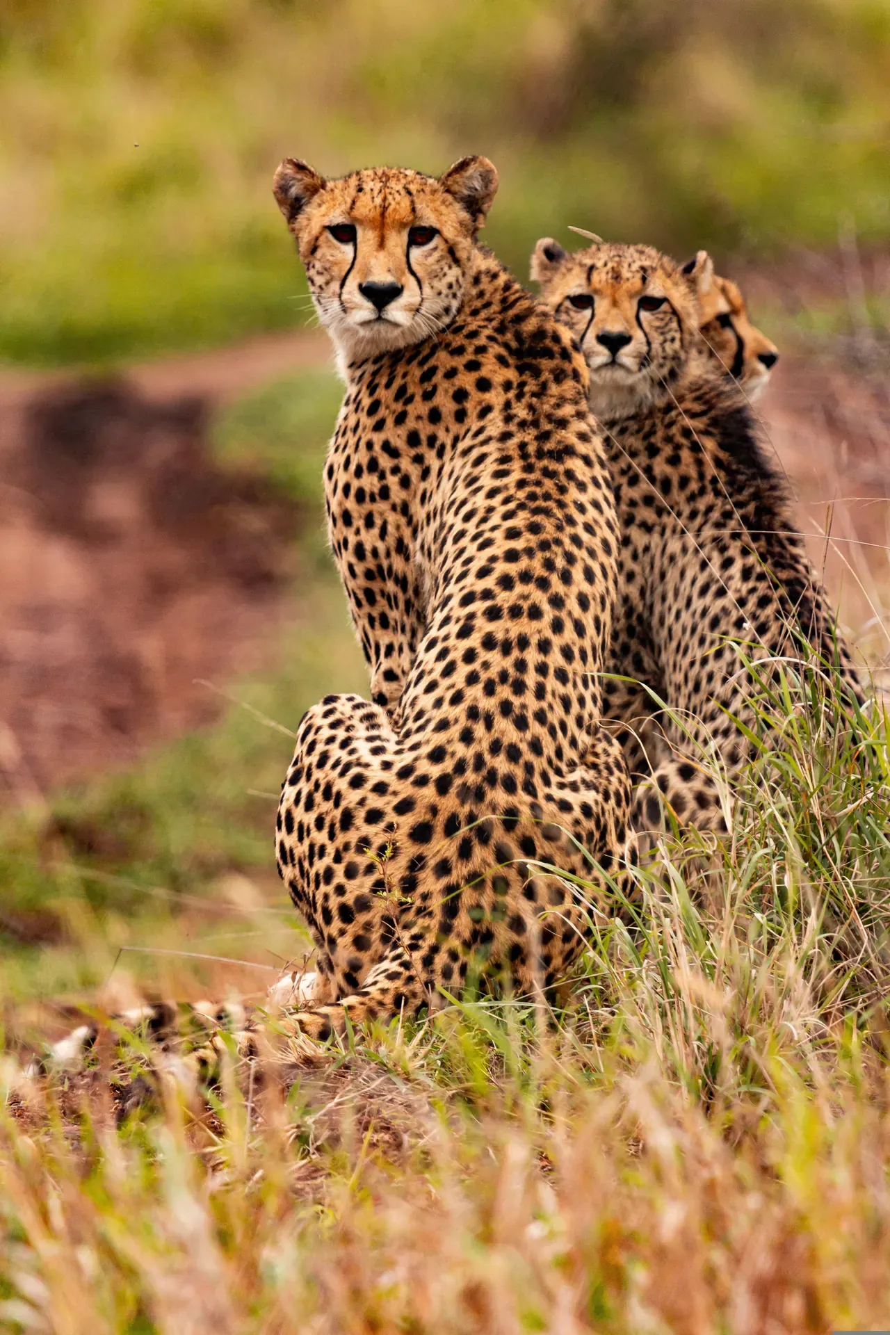 Serval: Wild cats of Africa