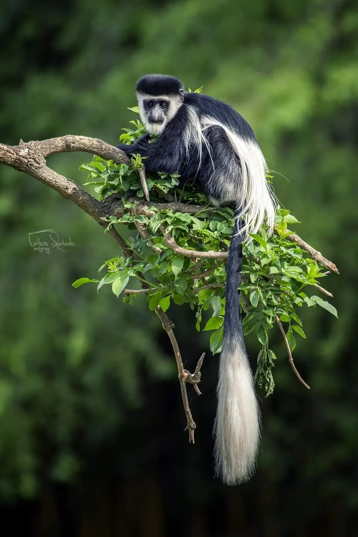 Colobus monkey: Africa's amazing animals