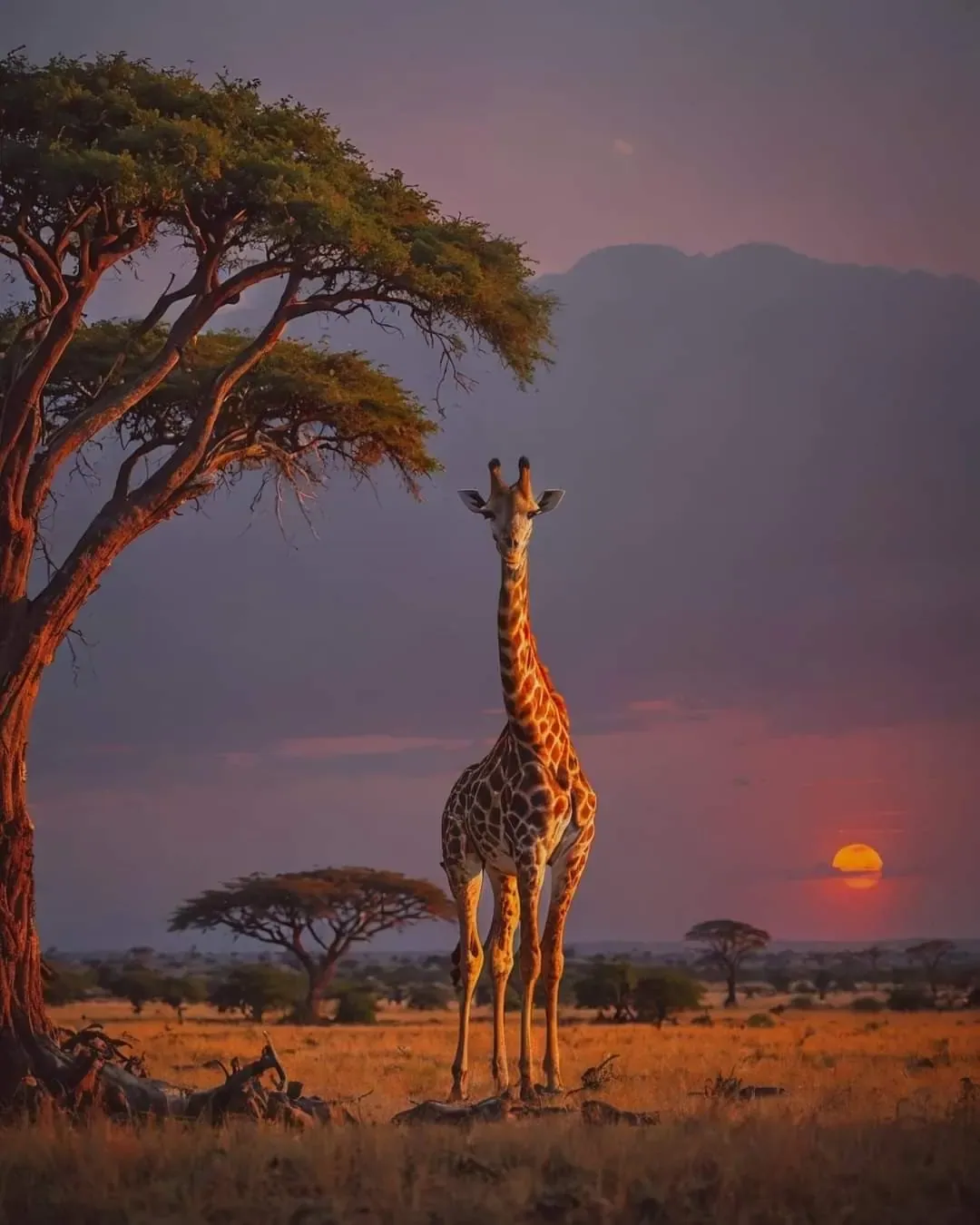 Safari from Zanzibar package route